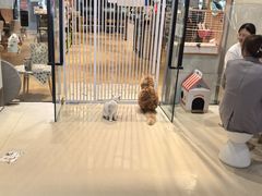 -藏猫猫咖啡主题馆(中央大道店)