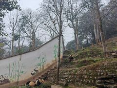 -中国大熊猫保护研究中心雅安碧峰峡基地