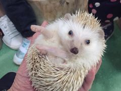 -藦茜花园宠物主题亲子互动体验馆(国顺东路店)