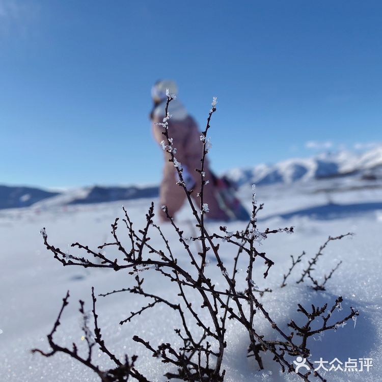 禾木吉克普林滑雪场 📷拍照绝美😌集美们冲