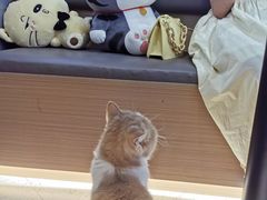 -喵园·猫主题咖啡厅·撸猫·猫咖(国贸店)