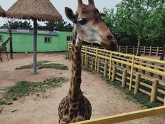 -西霞口神雕山野生动物世界