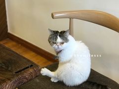 大堂-喵园·猫主题咖啡厅·撸猫·猫咖(国贸店)