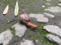 -秋霞圃