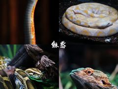 -云南野生动物园