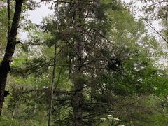 -五营红松林海景区