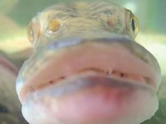 -煲来饱去冷水鱼