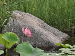 -羊亭河湿地公园