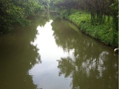 -大湾区中央湿地公园