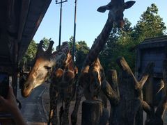 -清迈夜间动物园