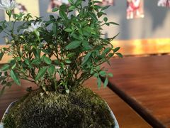 -柴犬高等学院·狗咖·柴犬售卖·宠物训练