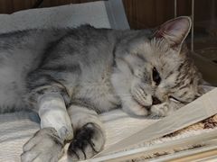 -御宝贝·A梦猫科宠物医院(国际猫友好医院)