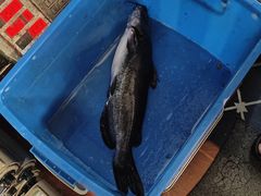 -古城苗家土菜馆(河景餐厅店)