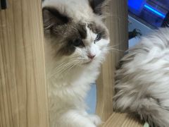 -屋虎猫馆(宝安大仟里店)