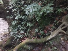 -莫里热带雨林景区
