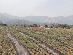 -紫云台香草园