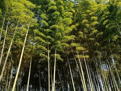 -杭州黄龙洞