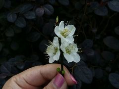 -玉树公园