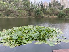 -前关湿地公园