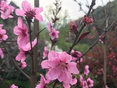 -桃花岭景区