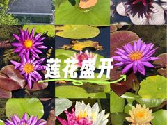 -莲花池公园