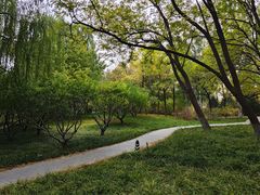 -莲花池公园