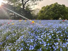 -上海滨江森林公园