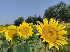 -汉长安城未央宫国家考古遗址公园