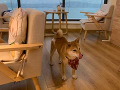 -柴犬小屋·柴餐厅·狗咖食堂(金鼎广场店)