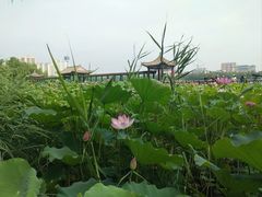 -莲花池公园