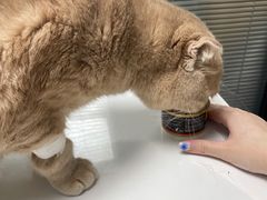 -伟伟宠物医院·CT影像中心·瑞派犬猫综合性门诊(汉口总院)