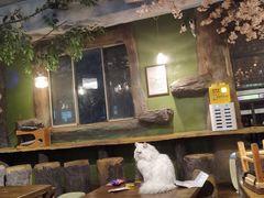 -猫猫幼稚园·撸猫·桌游·电玩