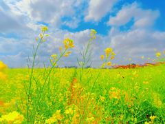 -光明小镇欢乐田园