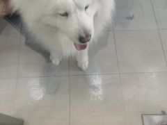 -宠福鑫康馨动物医院·骨科·眼科
