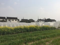 -青浦采草莓天天草莓园
