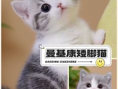 -麒麟缅因猫舍·十五年缅因猫选购中心