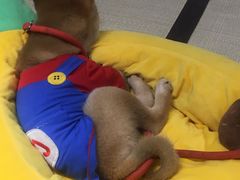 -逗柴咖啡屋·狗咖猫咖宠物桌游