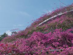 -深圳仙湖植物园