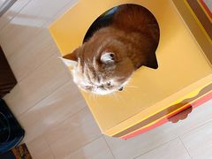 -麦当劳(曲阳店)