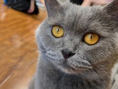 -绒爪撸猫下午茶·猫咖