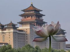 -莲花池公园
