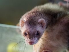 -青石桥花鸟鱼虫市场(叠翠城店)