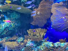 -上海海洋水族馆