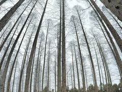 -东平国家森林公园