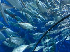 -上海海洋水族馆