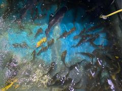 -大鹅岛灶台鱼·铁锅炖(水库路店)