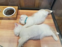 -袖虎·猫馆(体育西路店)