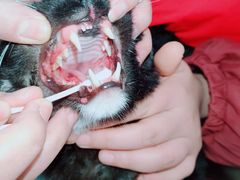 -瑞鹏瑞爱宠物医院·全科·猫科·血液透析中心(龙头寺店)