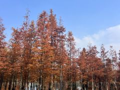 -白鹭湾湿地公园