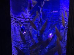 -悉尼海洋生物水族馆